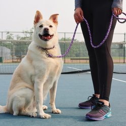 Pro Active Adjustable Woven Reflective Standard Dog Collar, Woven Violet, Large: 18 to 26-in neck, 1-in wide slide 2 of 6