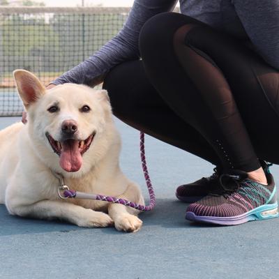 Show full view: Pro Active Adjustable Woven Reflective Standard Dog Collar, Woven Violet, Large: 18 to 26-in neck, 1-in wide slide 3 of 6