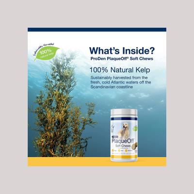 Show full view: ProDen PlaqueOff Large/Giant Breed Soft Chews Dog Treat, 45 count slide 4 of 9