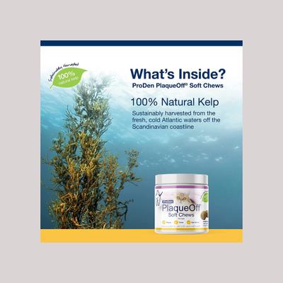 Show full view: ProDen PlaqueOff Soft Chews Cat Treat, 45 count slide 4 of 9