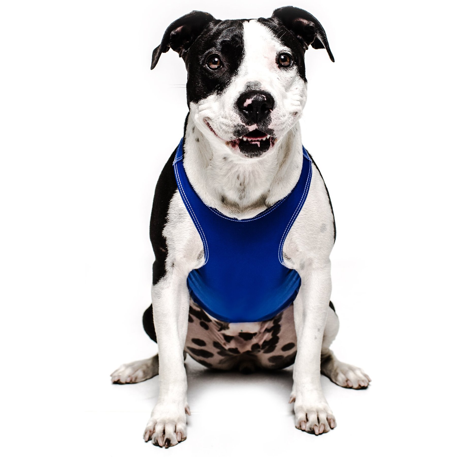 ProDogg Anxiety Vest for Dogs, Royal Blue, Large