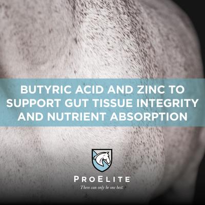 Show full view: ProElite GutBiome Gut Microbiome & Immunity Support Horse Supplement, 3-lb tub slide 5 of 9