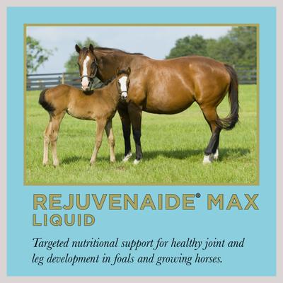 Show full view: ProElite Rejuvenade Max Healthy Joint & Leg Liquid Horse Supplement, 2-lb tub slide 2 of 9