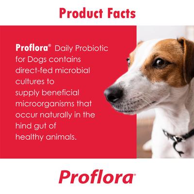 Show full view: Proflora Chicken Flavored Soft Chew Digestive Supplement for Dogs, 60 count slide 5 of 9