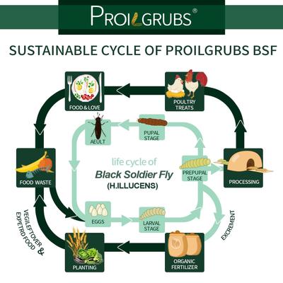 Show full view: PROILGRUBS All Natural Dried Black Soldier Fly Larvae Chicken Treats, 5-lb box slide 8 of 9