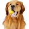 Show in main carousel: Project Hive Pet Company Ball Dog Toy slide 3 of 8