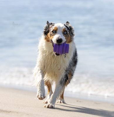 Show full view: Project Hive Pet Company Hive Calming Lavender Scented Chew Dog Toy, Purple, Large, Purple slide 4 of 8