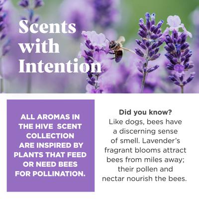 Show full view: Project Hive Pet Company Hive Calming Lavender Scented Fetch Stick Dog Toy, Purple slide 3 of 7