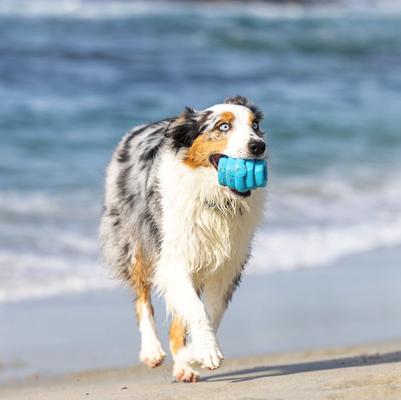 Show full view: Project Hive Pet Company Hive Soothing Vanilla Scented Chew Dog Toy, Blue, Large slide 4 of 5