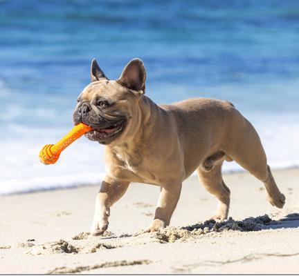 Show full view: Project Hive Pet Company Hive Sweet Mango Scented Fetch Stick Dog Toy, Orange  slide 4 of 6