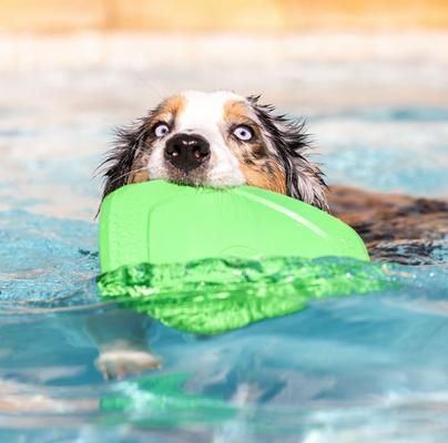 Show full view: Project Hive Pet Company Hive Tropical Coconut Scented Disc & Lick Mat Dog Toy, Green slide 4 of 6