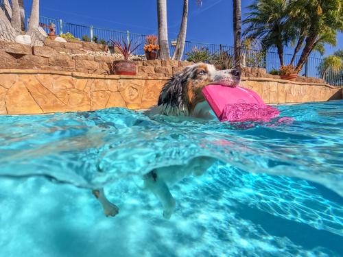 Show full view: Project Hive Pet Company Hive Wild Berry Scented Disc & Lick Mat Dog Toy, Pink slide 7 of 8