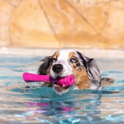 Show full view: Project Hive Pet Company Hive Wild Berry Scented Fetch Stick Dog Toy, Pink slide 4 of 8