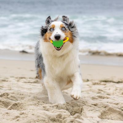 Show full view: Project Hive Pet Company Looped Ball Dog Toy, Medium, 2 count, Green & Blue slide 2 of 12