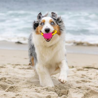 Show full view: Project Hive Pet Company Looped Ball Dog Toy, Medium, 2 count, Pink & Blue slide 3 of 8