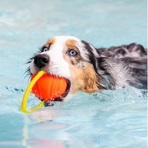 Project Hive Pet Company Looped Ball Dog Toy, Orange, Large