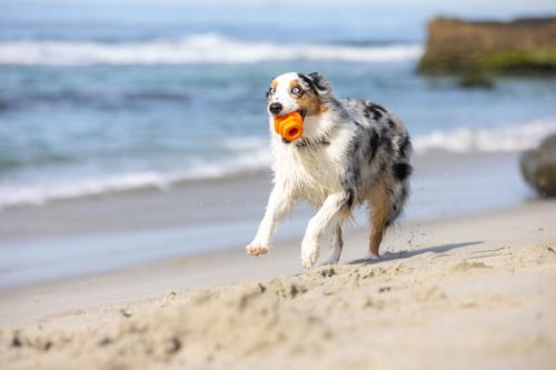 Show full view: Project Hive Pet Company Sweet Mango Scented Hive Chew Dog Toy, Orange, Large slide 4 of 5