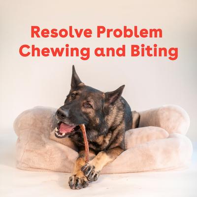 Show full view: Pupford Bully Stick 12-inch Dog Chew, 1 count slide 8 of 12