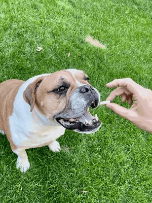 Show full view: Pupford Reward Banana Chips Natural Freeze-Dried Dog Treats, 3-oz bag slide 7 of 8