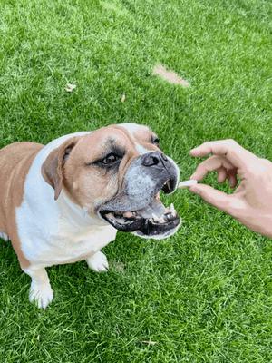 Show full view: Pupford Reward Banana Chips Natural Freeze-Dried Dog Treats, 6-oz bag slide 7 of 7