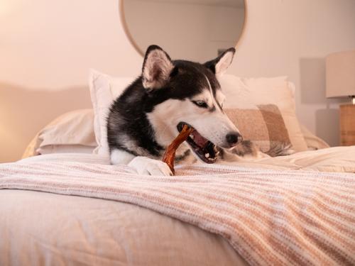 Show full view: Pupford Turbo Tendon Dog Chews, 15 count slide 7 of 9