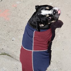 pupp st. Hester Dog Shirt, Maroon/Blue, XX-Small slide 2 of 5