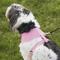 Show in main carousel: Puppia Dotty Print Polyester Back Clip Dog Harness, Pink Dotty, Large: 18.9 to 28.4-in chest slide 5 of 11