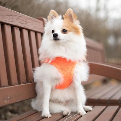 Show full view: Puppia Neon Soft Dog Harness, Orange, X-Large slide 3 of 5