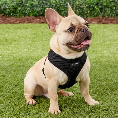 Show full view: Puppia Polyester Back Clip Dog Harness, Black, Medium: 16 to 22-in chest slide 3 of 9