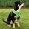 Show in main carousel: Puppia Polyester Back Clip Dog Harness, Green, Large: 20 to 29-in chest slide 3 of 9