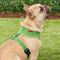 Show in main carousel: Puppia Polyester Back Clip Dog Harness, Green, Medium: 16 to 22-in chest slide 4 of 9