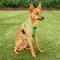 Show in main carousel: Puppia Polyester Back Clip Dog Harness, Green, Small slide 4 of 10