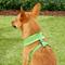 Show in main carousel: Puppia Polyester Back Clip Dog Harness, Green, Small slide 5 of 10