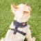 Show in main carousel: Puppia Polyester Back Clip Dog Harness, Grey, X-Small slide 5 of 10