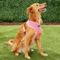 Show in main carousel: Puppia Polyester Back Clip Dog Harness, Pink, X-Large: 22 to 32-in chest slide 3 of 9