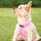 Show in main carousel: Puppia Polyester Back Clip Dog Harness, Pink, X-Small: 9 to 12.5-in chest slide 3 of 9