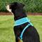 Show in main carousel: Puppia Polyester Back Clip Dog Harness, Sky Blue, Large: 20 to 29-in chest slide 4 of 9