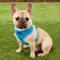 Show in main carousel: Puppia Polyester Back Clip Dog Harness, Sky Blue, Medium: 16 to 22-in chest slide 3 of 9