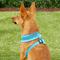 Show in main carousel: Puppia Polyester Back Clip Dog Harness, Sky Blue, Small: 12 to 18-in chest slide 5 of 10
