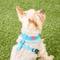 Show in main carousel: Puppia Polyester Back Clip Dog Harness, Sky Blue, X-Small slide 4 of 9