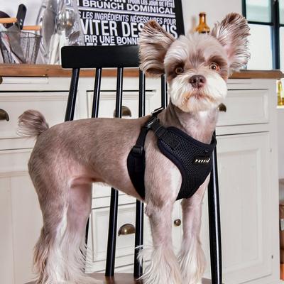 Show full view: Puppia Soft C Dog Harness, Black, Large: 15.4 to 17.3-in chest slide 4 of 6