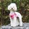 Show in main carousel: Puppia Soft C Dog Harness, Pink, X-Large: 17.7 to 19.7-in chest slide 4 of 6