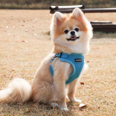 Show full view: Puppia Soft C Dog Harness, Sky Blue, Small: 12.2 to 13.8-in chest slide 5 of 7