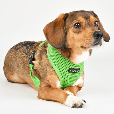 Show full view: Puppia Soft Pro Dog Harness, Green, Medium: 17 to 23-in chest slide 4 of 6