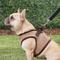Show in main carousel: Puppia Vest Polyester Step In Back Clip Dog Harness, Beige, X-Large: 20.4-in chest slide 6 of 12