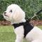 Show in main carousel: Puppia Vest Polyester Step In Back Clip Dog Harness, Black, Small slide 5 of 11