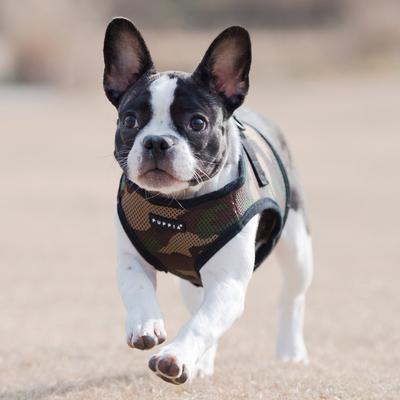 Show full view: Puppia Vest Polyester Step In Back Clip Dog Harness, Camo, X-Large: 19.6 to 20.4-in chest slide 4 of 8