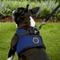 Show in main carousel: Puppia Vest Polyester Step In Back Clip Dog Harness, Royal Blue, Large slide 6 of 12