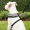 Show in main carousel: Puppia Vivien A Style Polyester Back Clip Dog Harness, Black, Large: 20 to 29-in chest slide 6 of 11