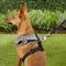 Show in main carousel: Puppia Vivien A Style Polyester Back Clip Dog Harness, Black, Medium: 15 to 22-in chest slide 5 of 10